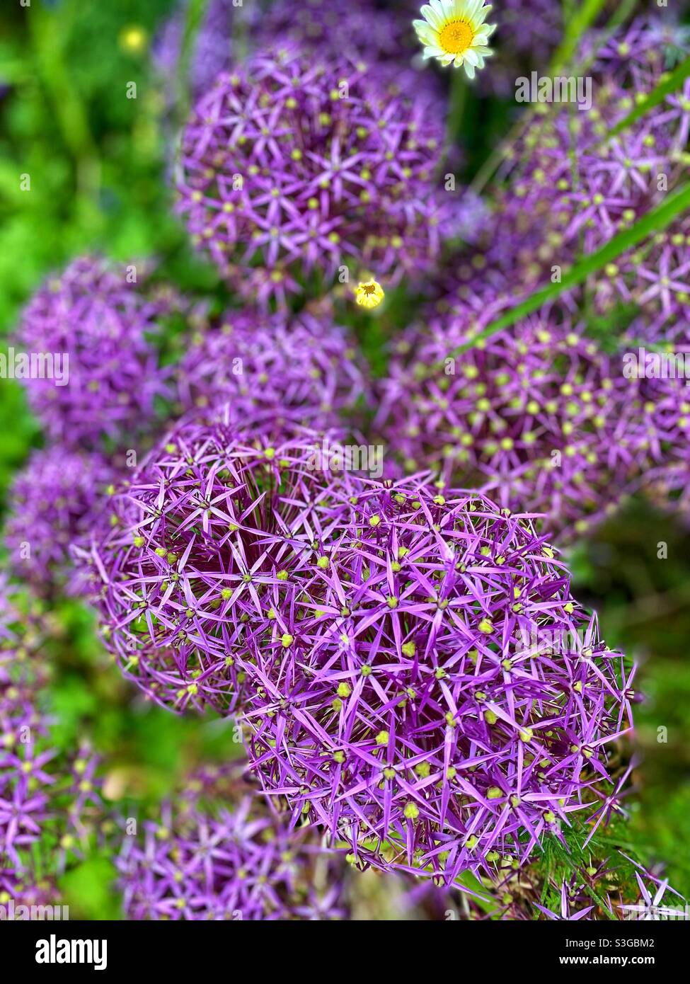Purple flowers at Tredegar house - Smartphone Captured Stock Image