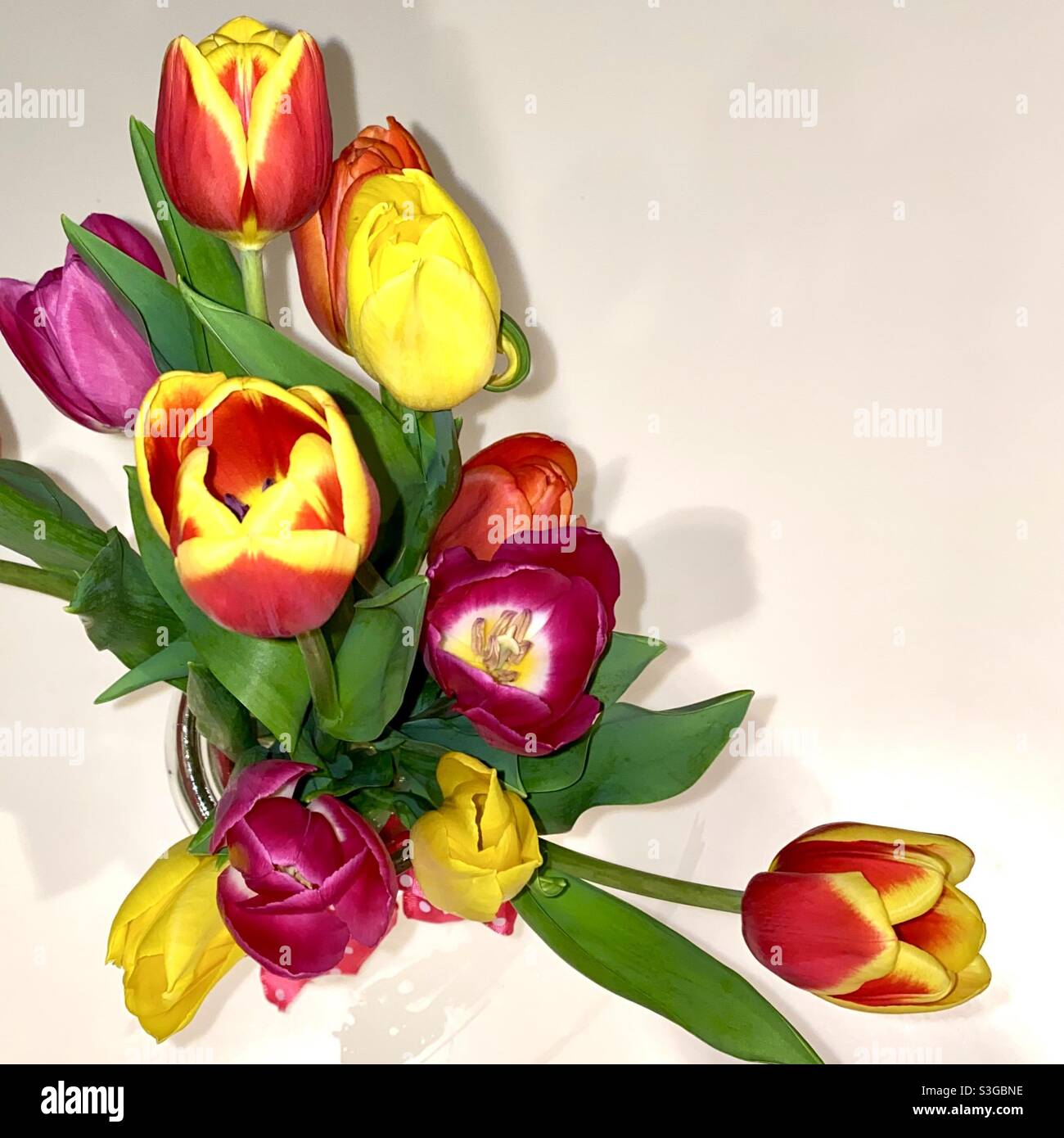 Tulips on white background - Smartphone Captured Stock Image