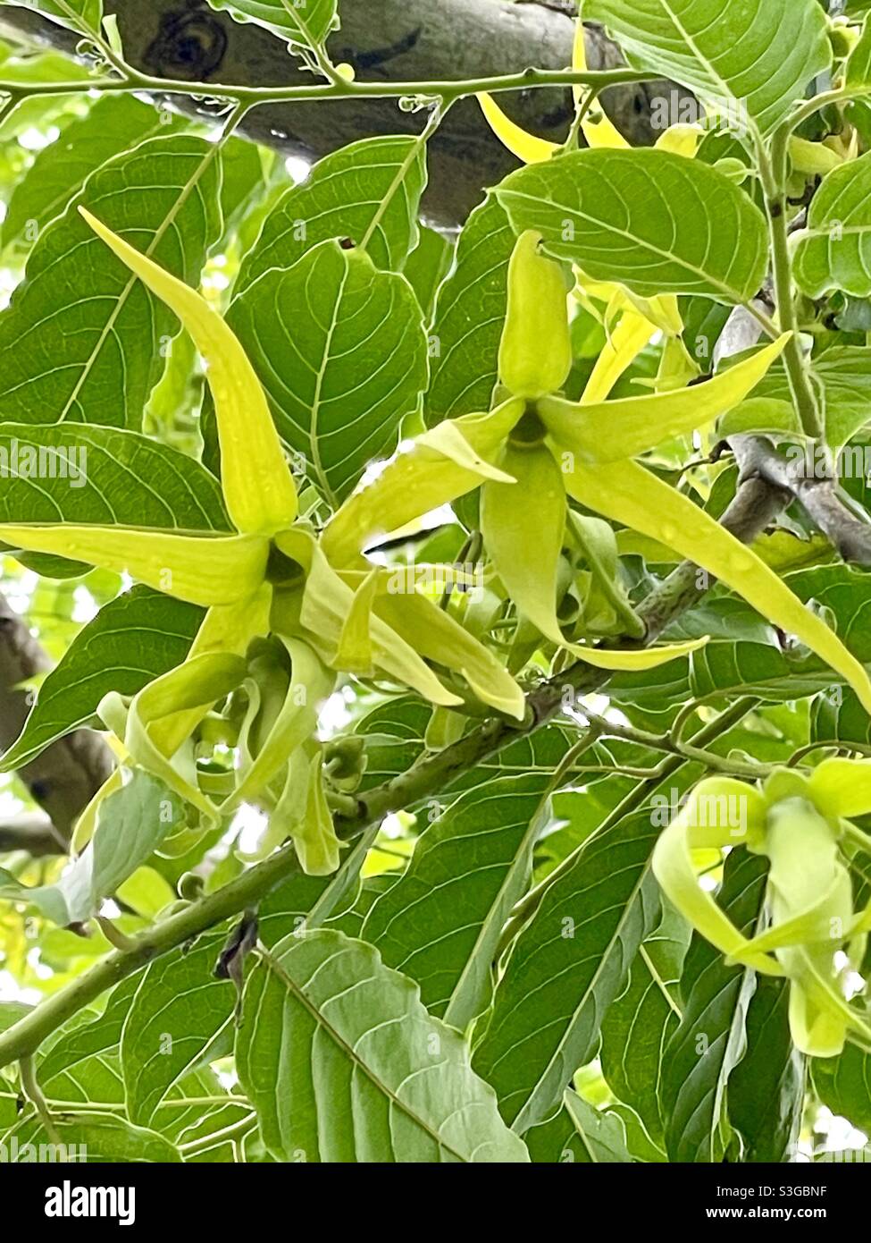 Ylang Ylang flower or cananga odorata, is one of the ingredients in Chanel No. 5 perfume Stock Photo