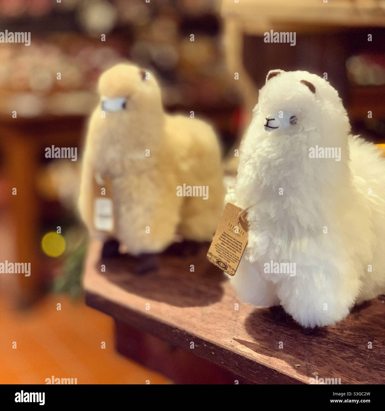 Llamas, Vermont Country Store, Rockingham, Windham County, Vermont, United States - Smartphone Captured Stock Image