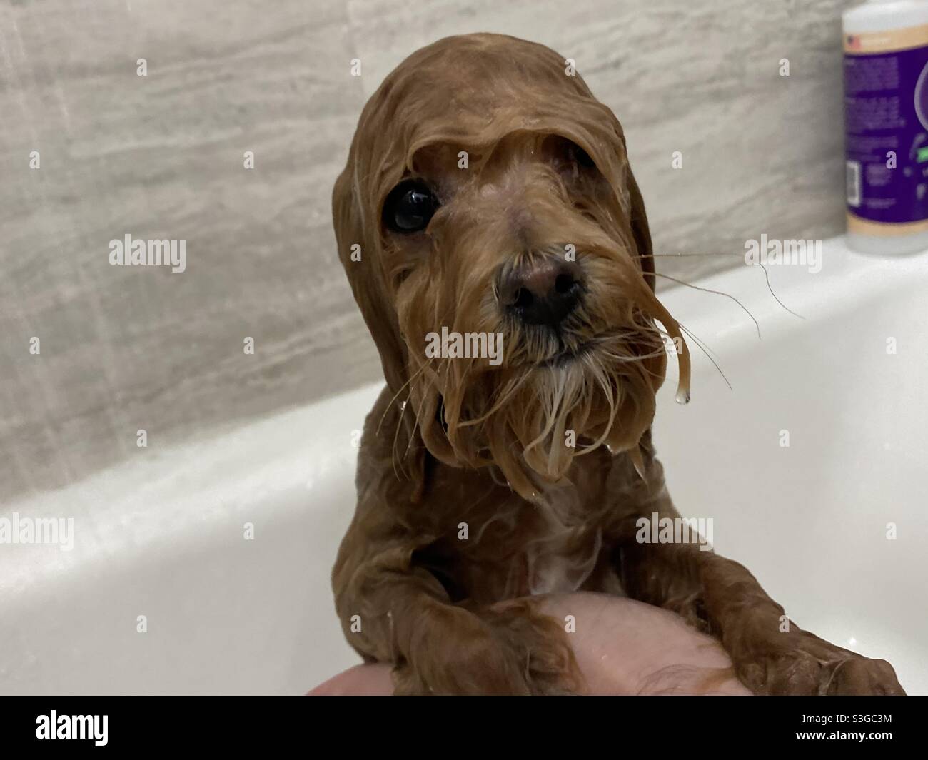 Can A Puppy Take A Bath At Night