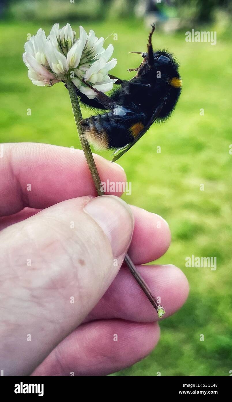 Bumblebee on clover flower Stock Photo