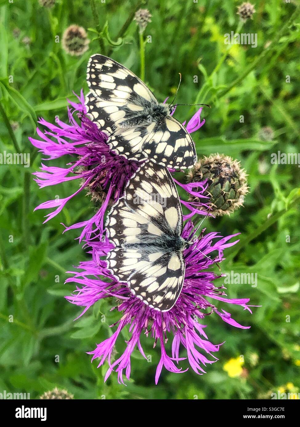 Marbled White butterflies feeding on knapweed flowers, St Catherine's Hill Nature Reserve, Winchester, Hampshire, UK Stock Photo