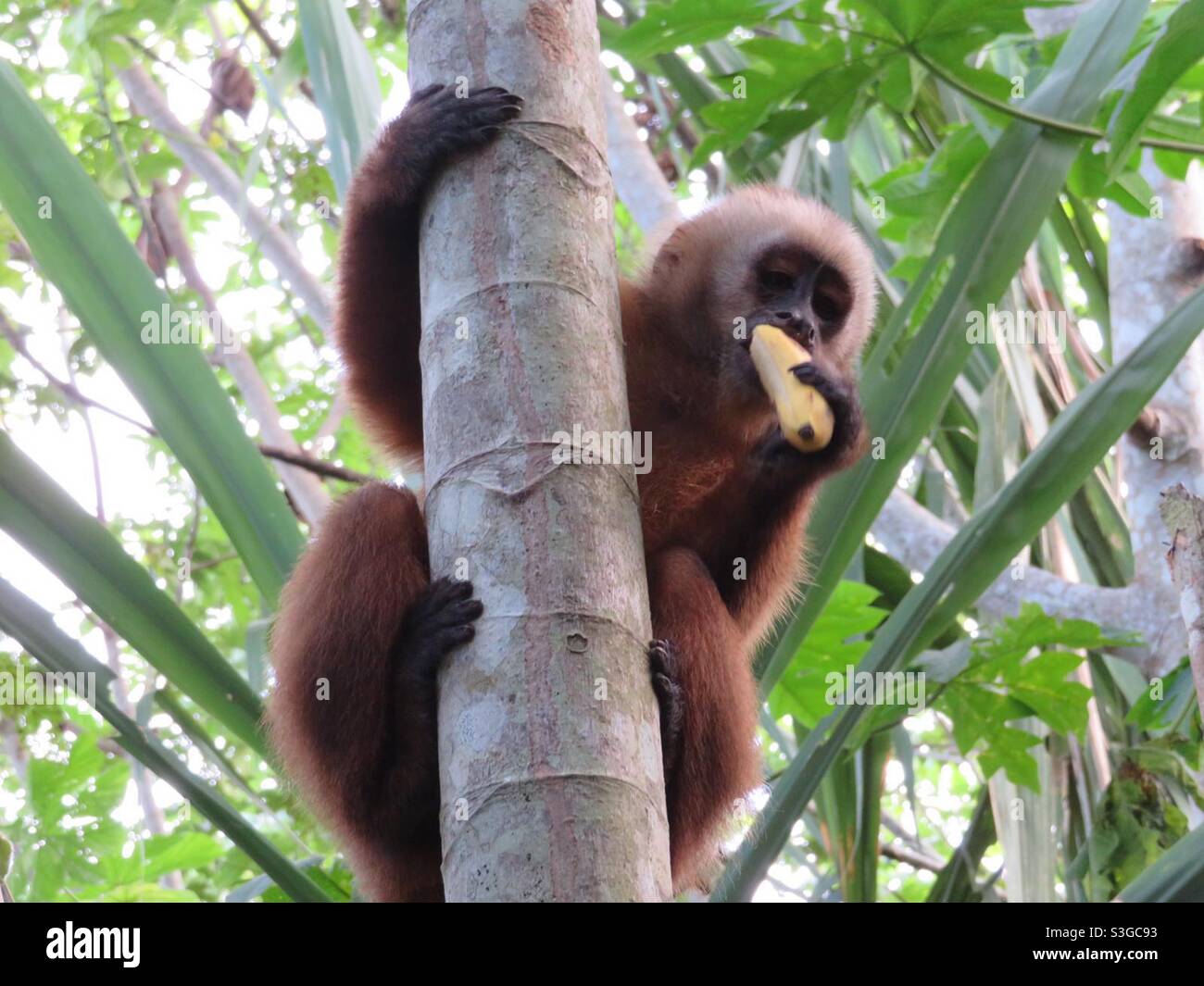 Capuchin monkey climbing tree while eating banana, Amazon rainforest
