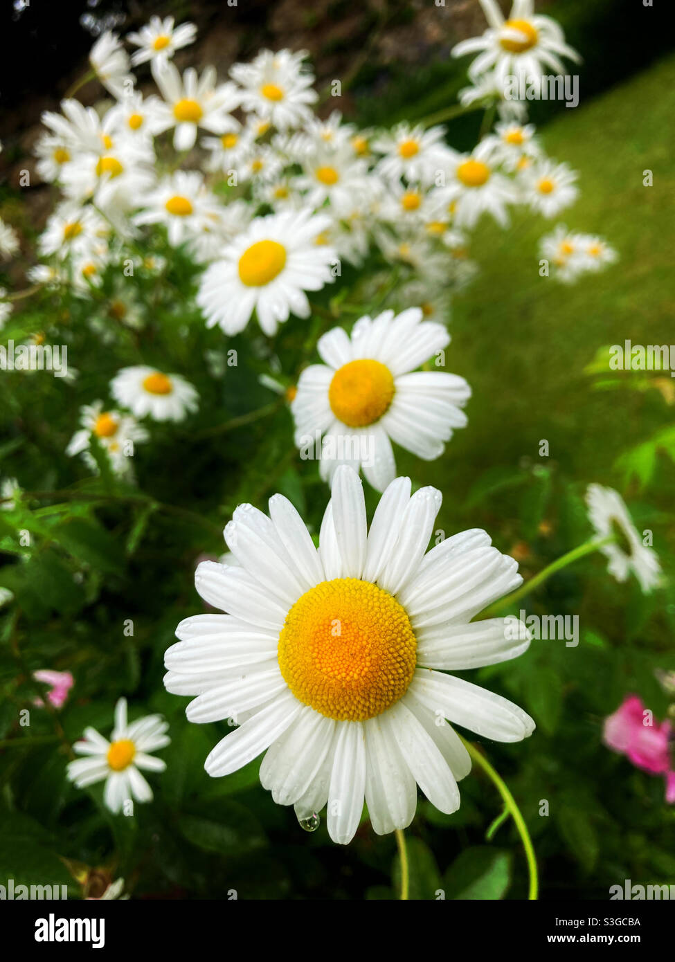 White flowers - Smartphone Captured Stock Image