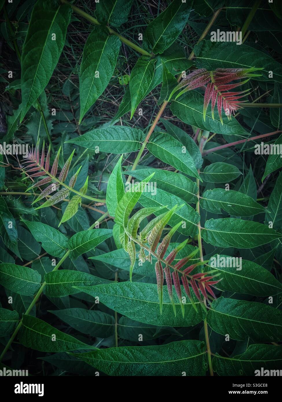 Tree of Heaven leaves in a jumble - Smartphone Captured Stock Image