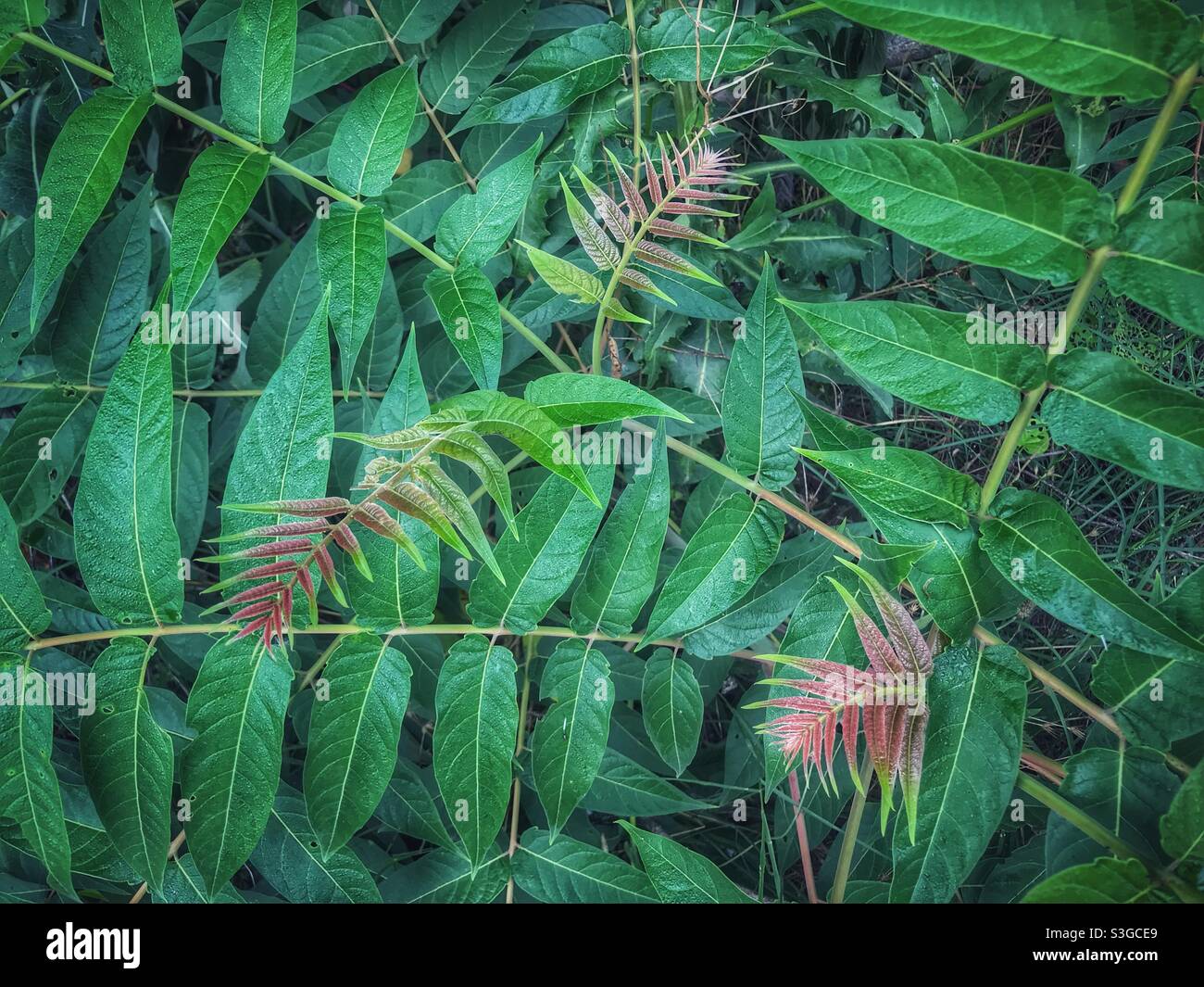 Ailanthus altissima leaves Stock Photo