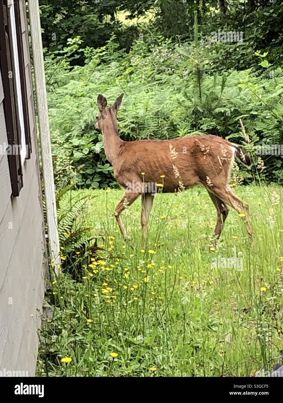 Deer walking around a residence in the country Stock Photo Alamy