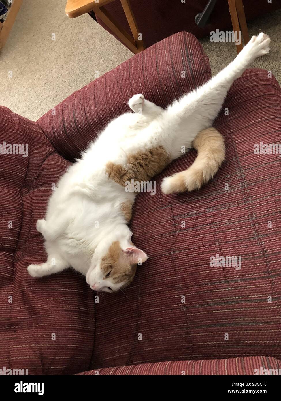 Cat stretching his long body while napping in a recliner Stock Photo