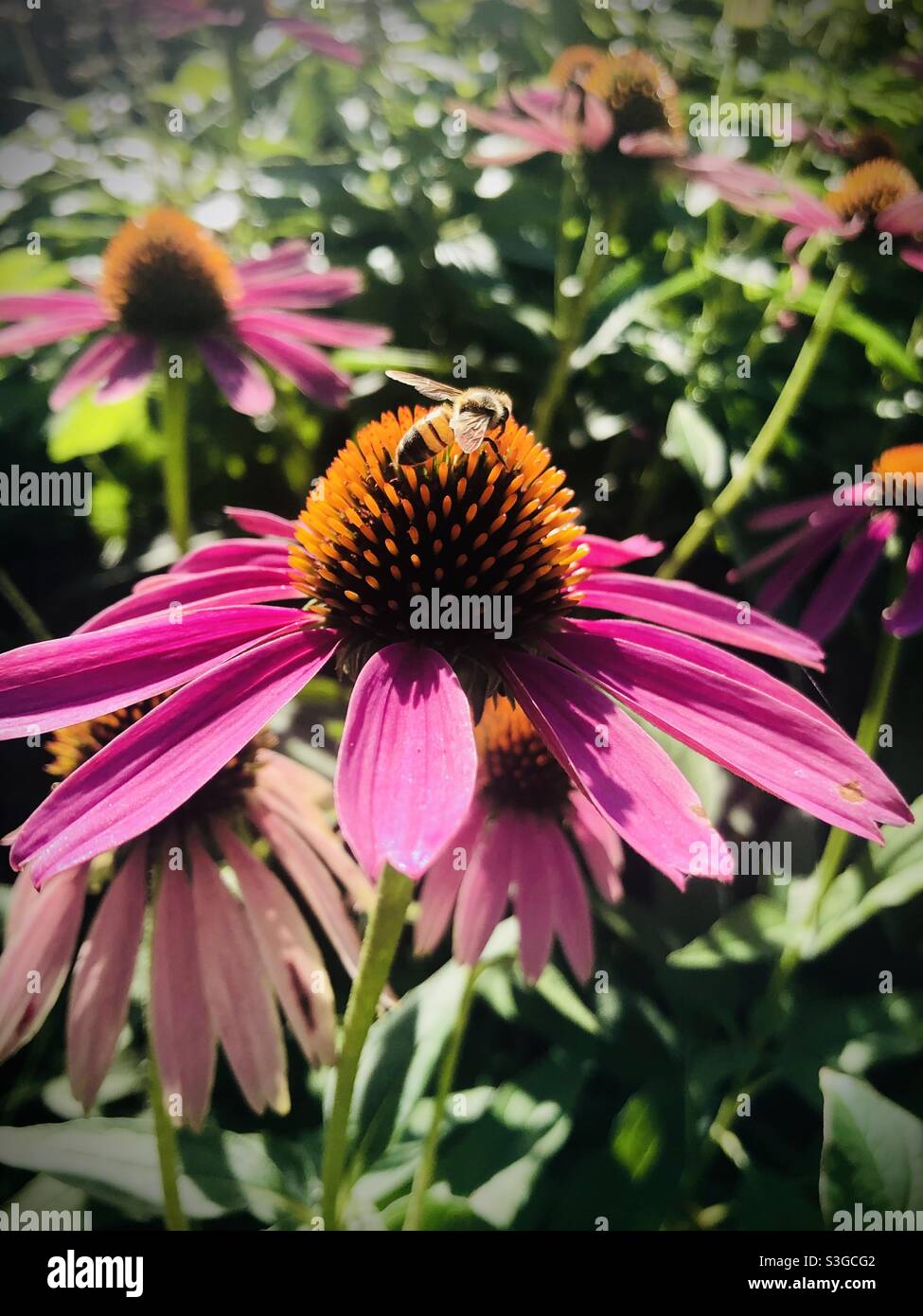 Bee on echinacea flower Stock Photo