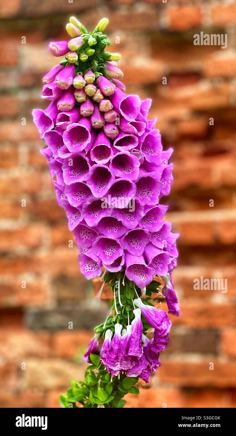 Purple flower at Tredegar house wales - Smartphone Captured Stock Image