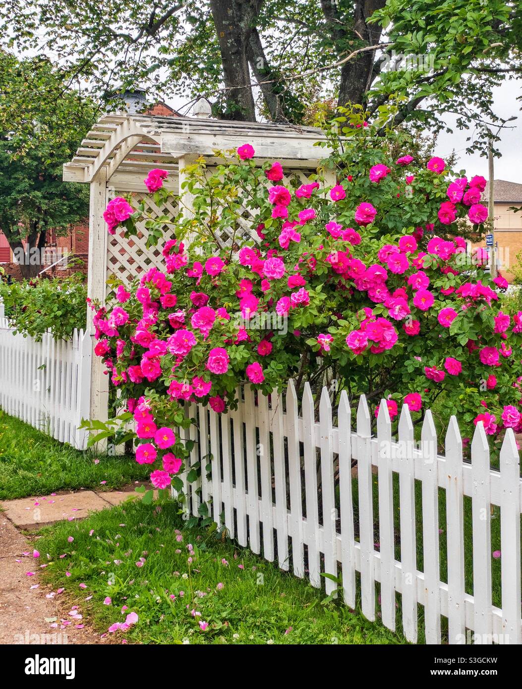 Tumbling Roses Rose arbour hi-res stock photography and images - Alamy
