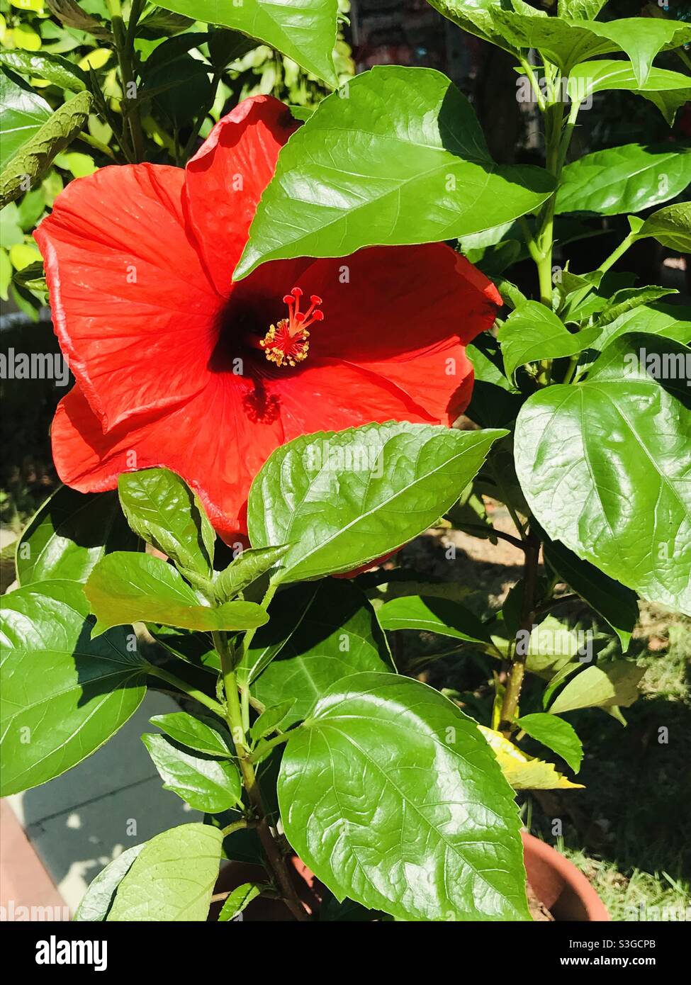 Peek a boo… sun kissed Red hibiscus on a sunny day Stock Photo
