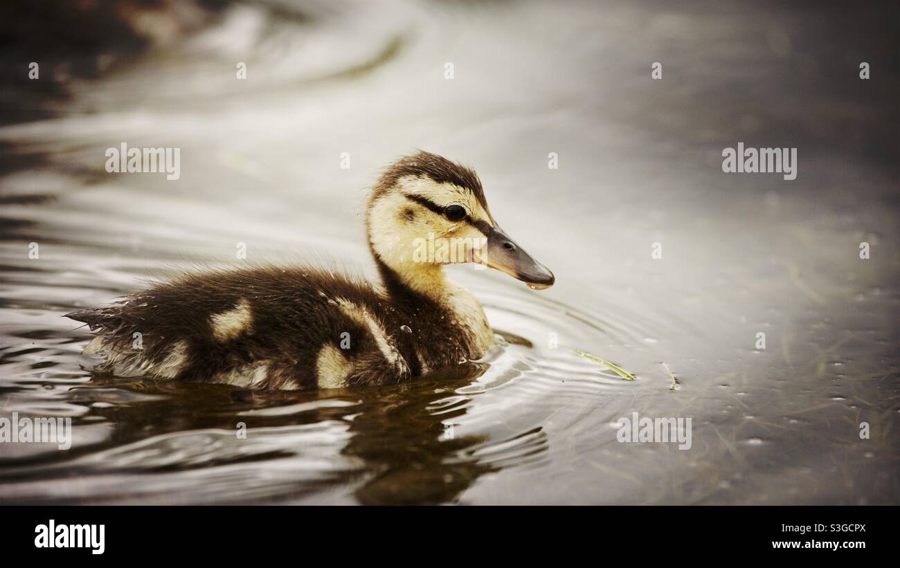 Mallard duckling on a pond in springtime, United Kingdom - Smartphone Captured Stock Image Mallard duckling on a pond in springtime, United Kingdom - Smartphone Captured Stock Image