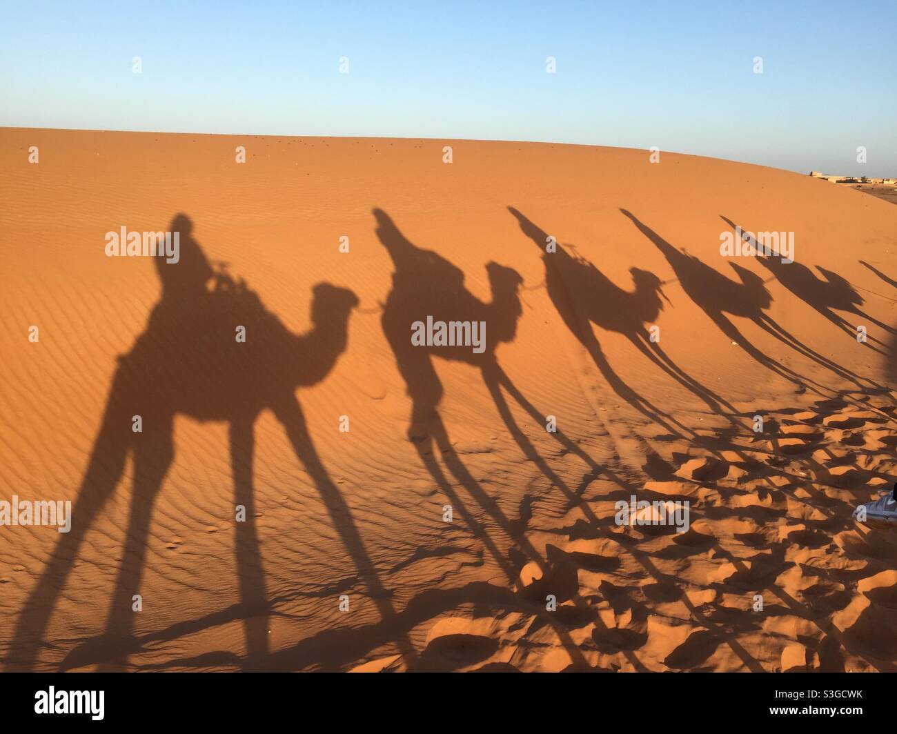 Shadows of camels against red sand of the Sahara desert, Morocco Stock Photo