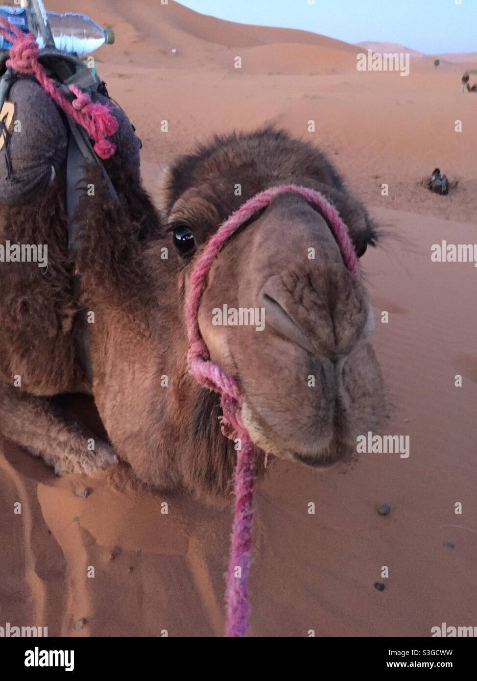 Close up photo of brown camel in Sahara desert, Morocco, Africa Stock Photo