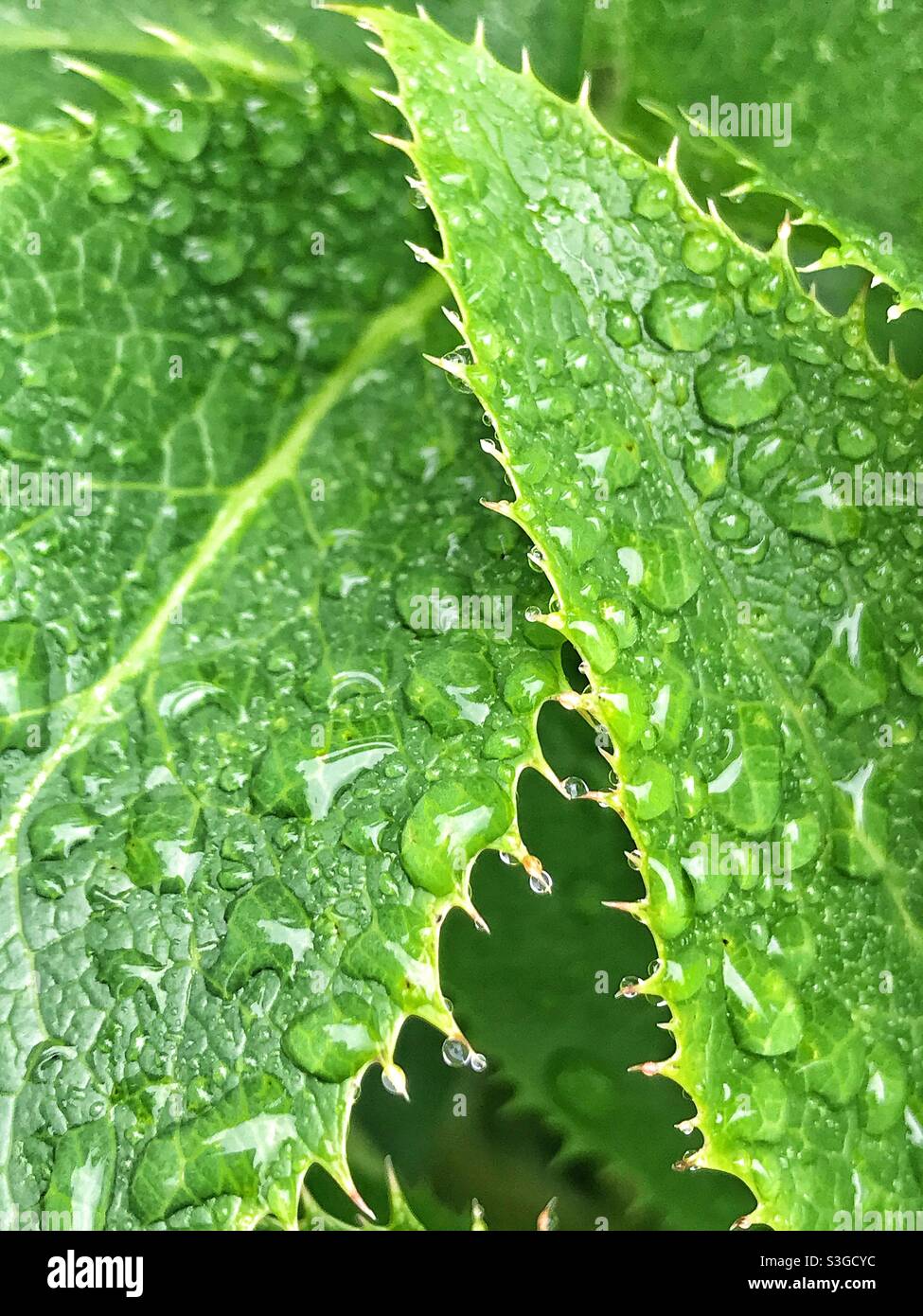 Rainwater drops on leaves hires stock photography and images Alamy