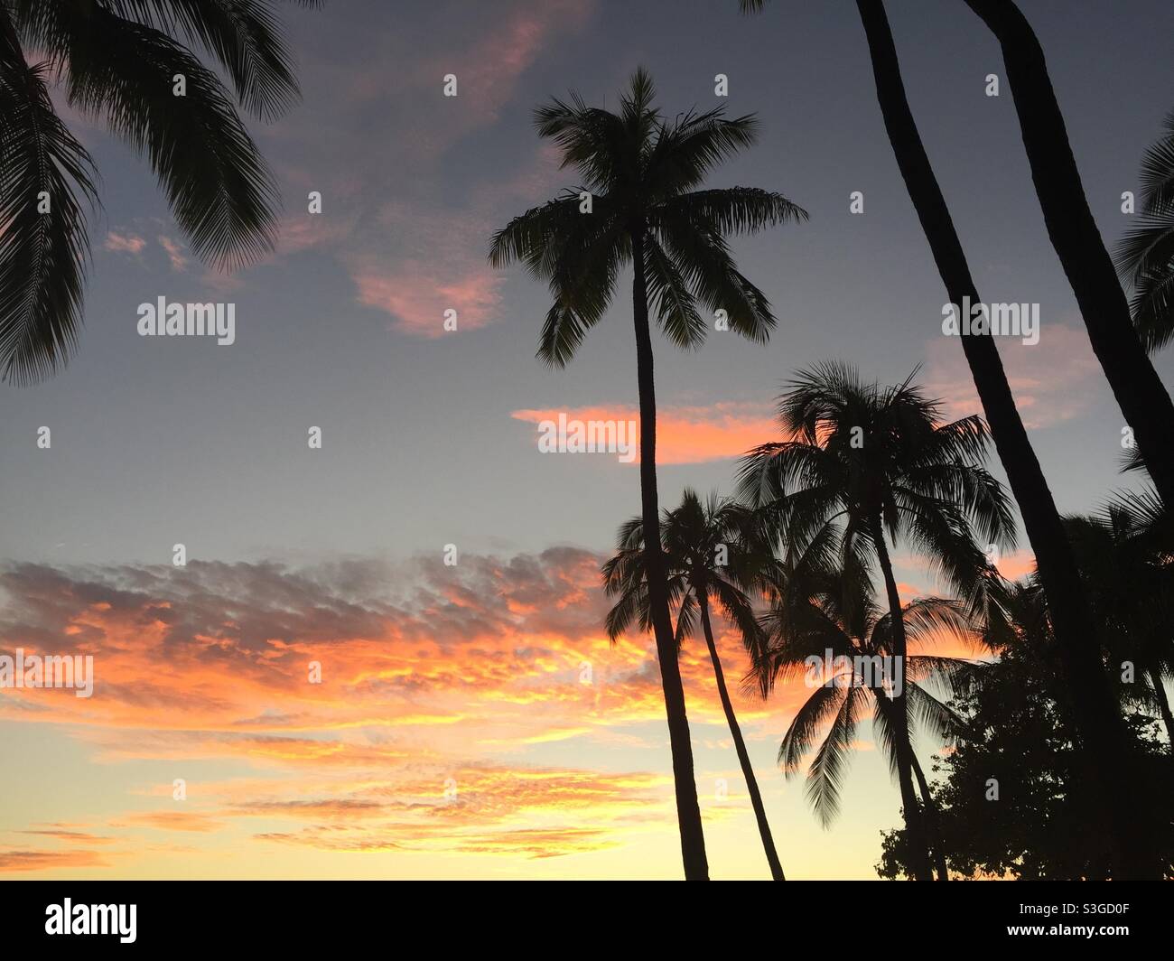 Honolulu and palm trees hi-res stock photography and images - Alamy