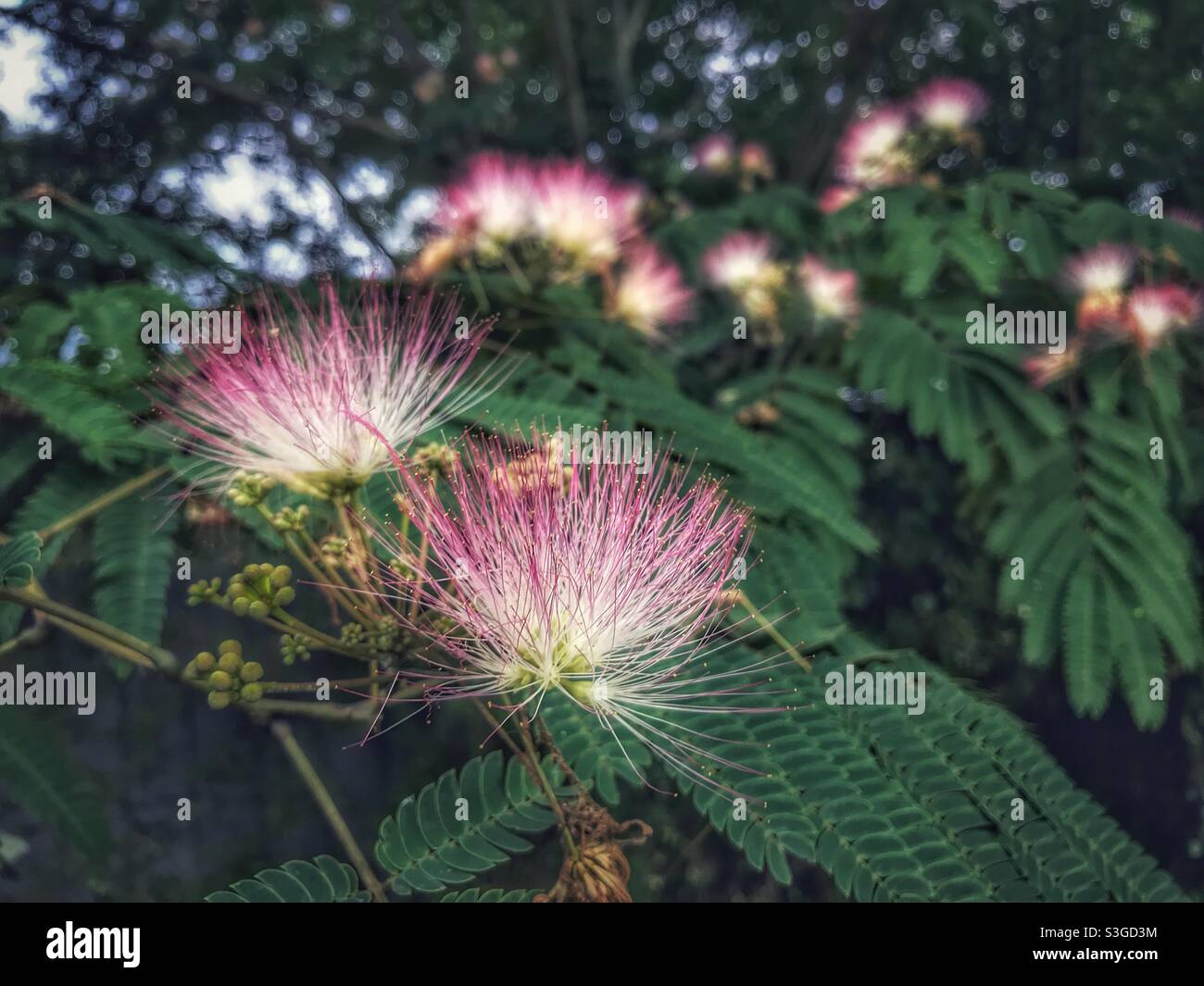 Mimosa blossoms in tree Stock Photo