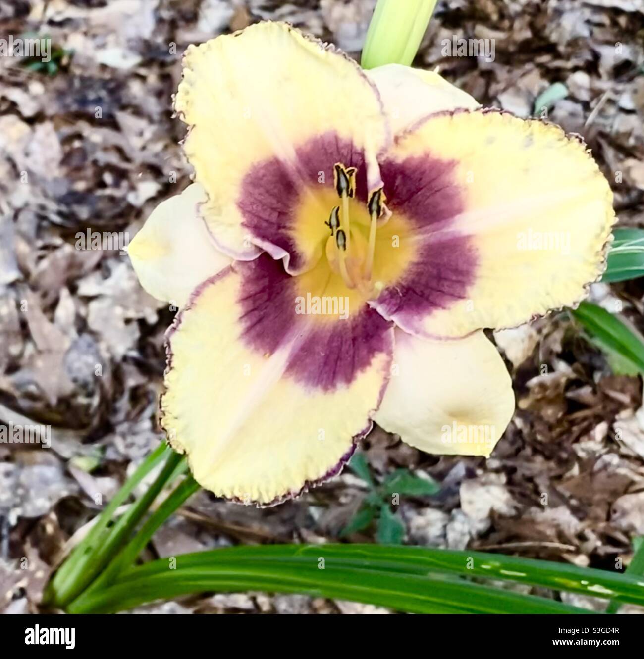 Iris flower plant Stock Photo
