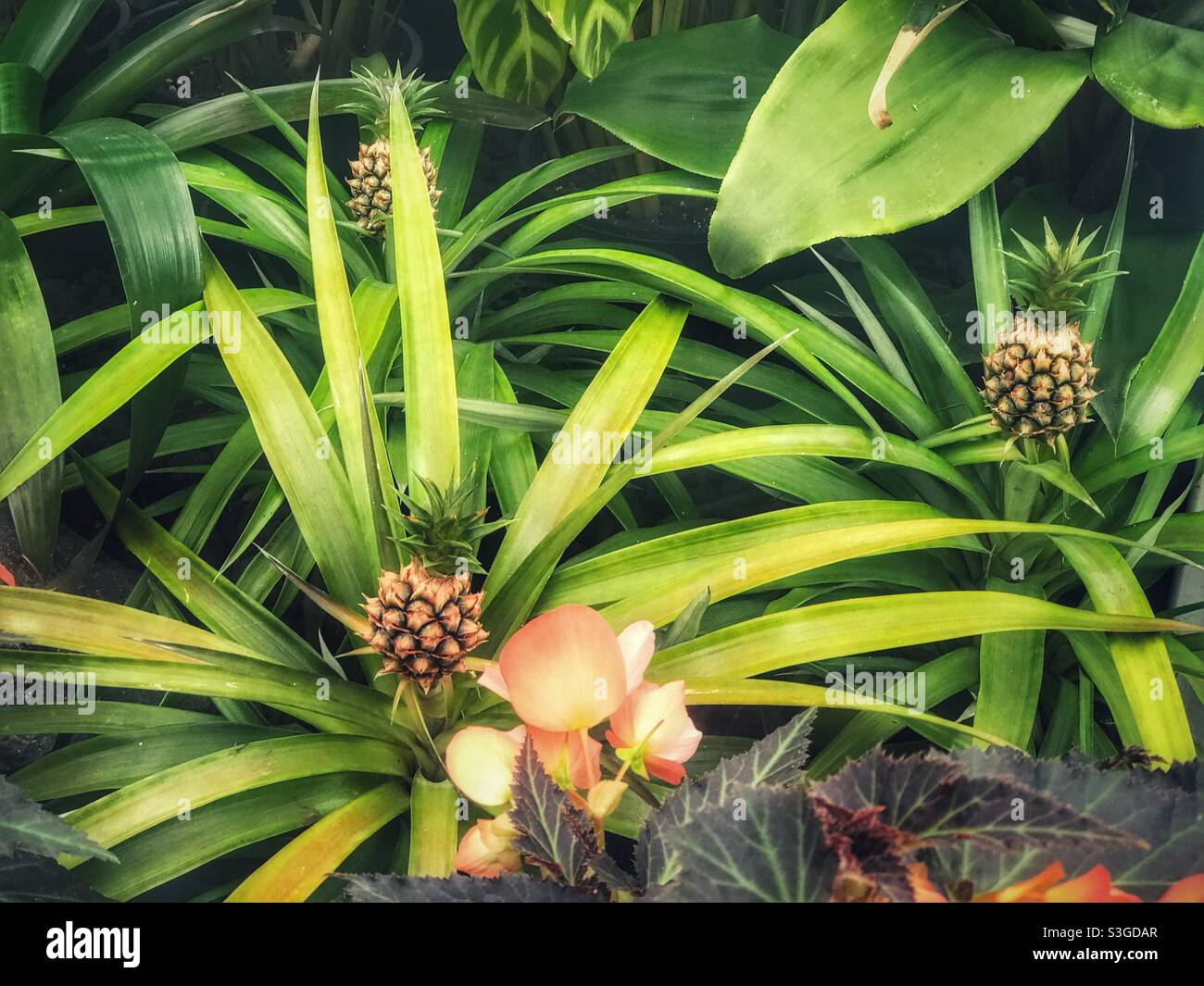 Pineapples (Ananas comosus) growing in the Winter Gardens in Whanganui, North Island, New Zealand - Smartphone Captured Stock Image