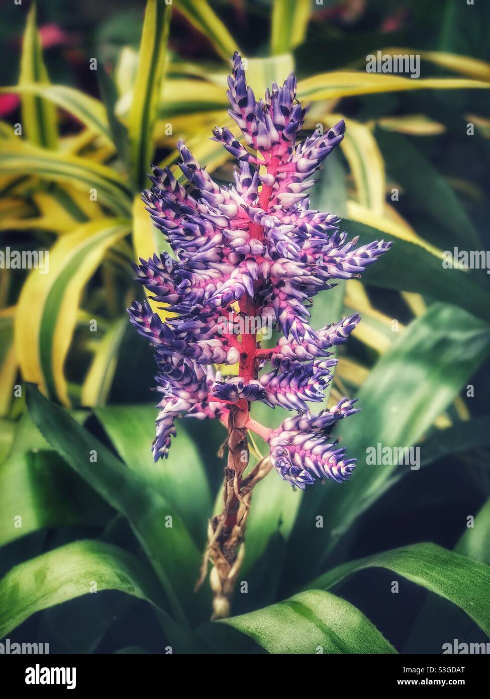 Purple flowers in the Winter Gardens in Whanganui, North Island, New