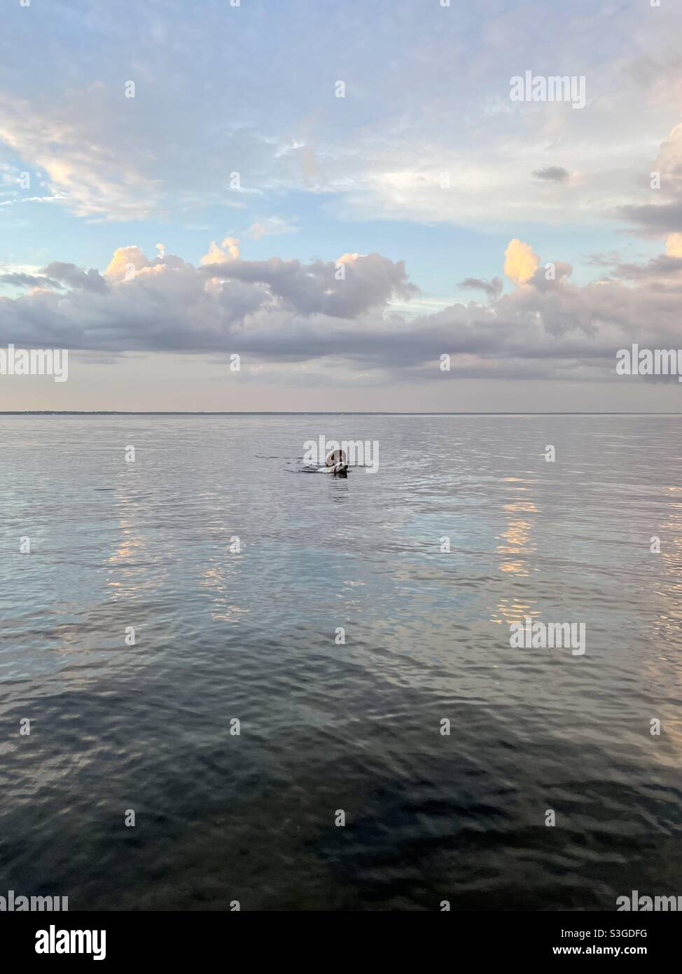 Dogs swimming in the bay with evening sunset skies - Smartphone Captured Stock Image