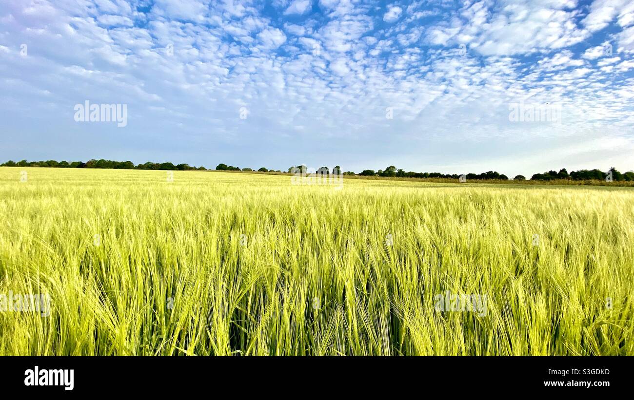 Barley field in the English countryside, Norfolk Stock Photo