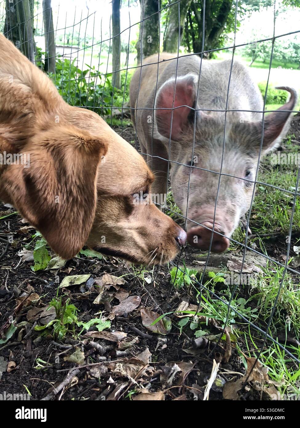 A domestic pet dog sniffing a farmyard pig in a funny animal image - Smartphone Captured Stock Image