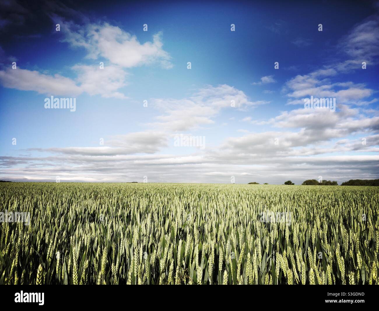 Field of wheat in summer, North Yorkshire, United Kingdom Stock Photo