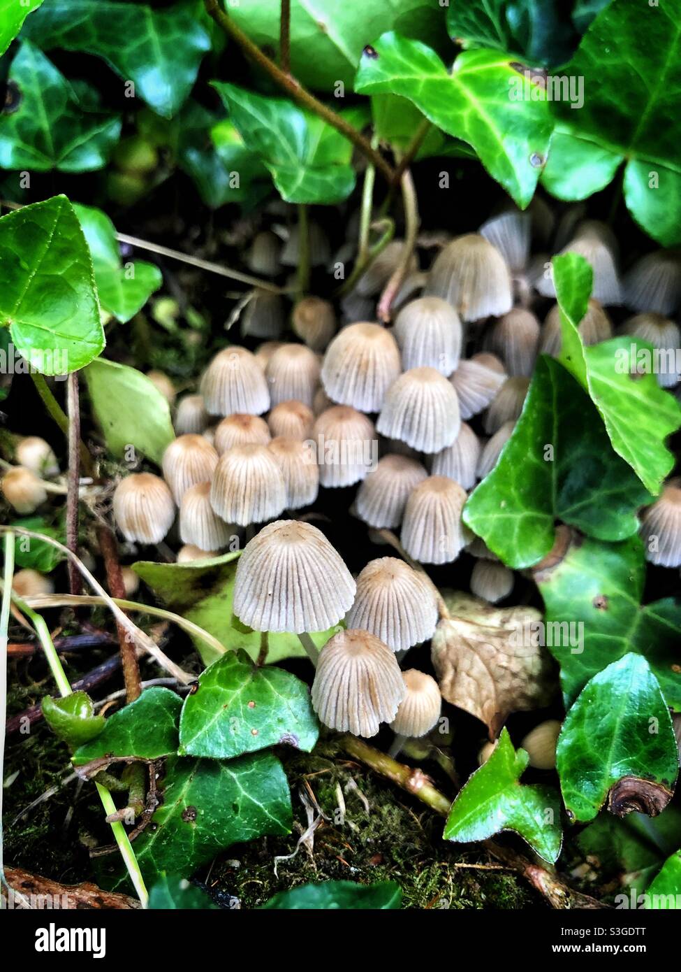 A group of hidden mushrooms among nest dead wood and green leaves - Smartphone Captured Stock Image