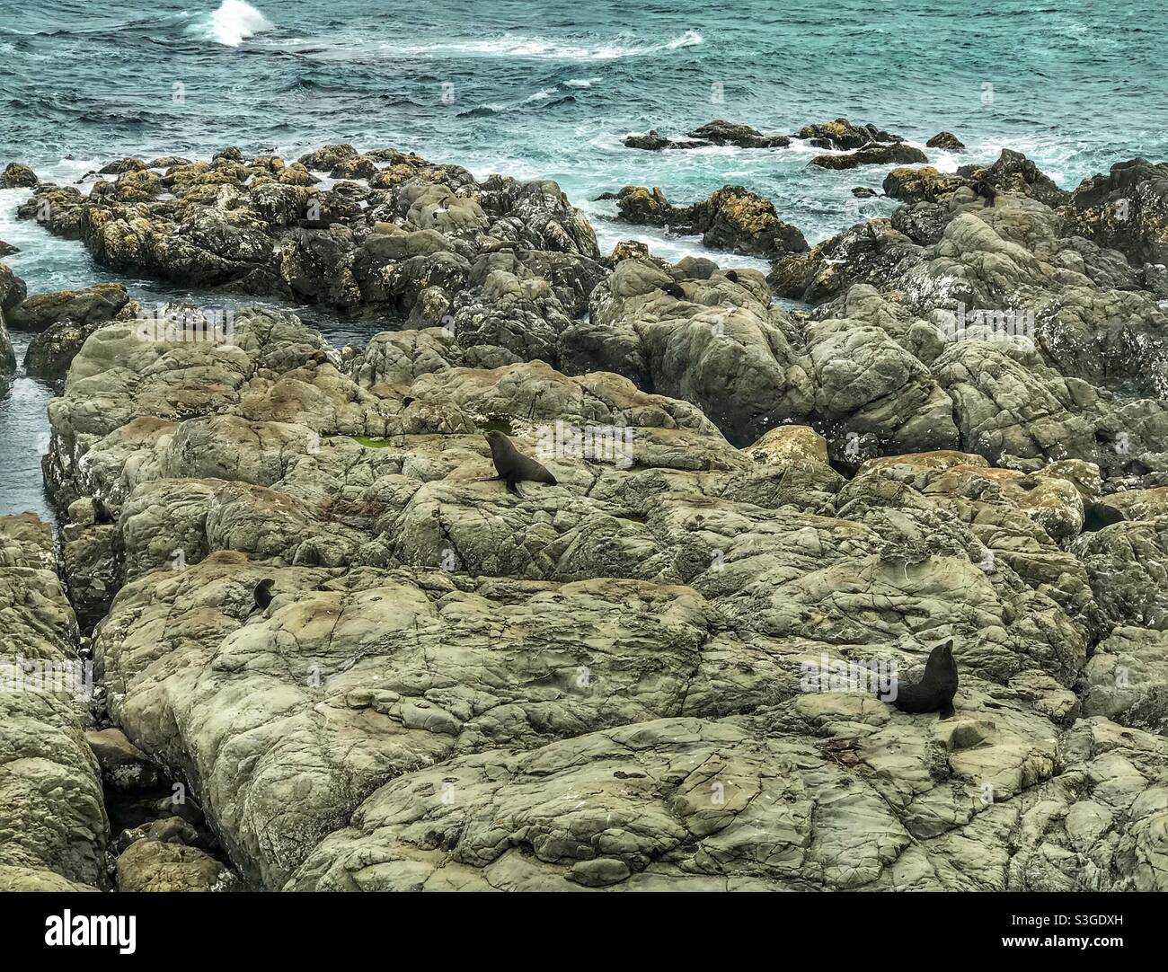 New Zealand Fur Seals (Arctocephalus forsteri) at Ohau Point north of Kaikoura on New Zealand’s South Island - Smartphone Captured Stock Image