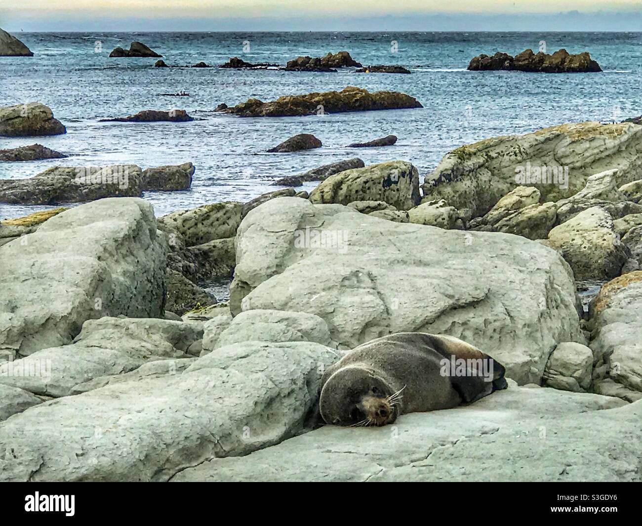 New Zealand Fur Seal (Arctocephalus forsteri) on the rocks at Kaikoura on New Zealand’s South Island - Smartphone Captured Stock Image