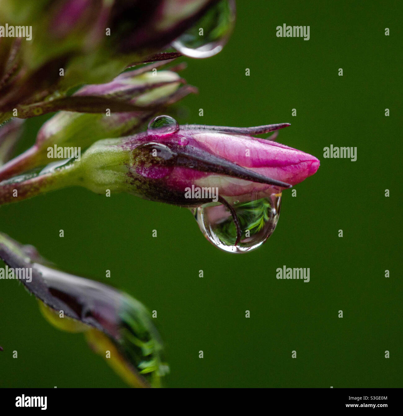 A tiny raindrop on a phlox flower reflecting the plants around it. Stock Photo
