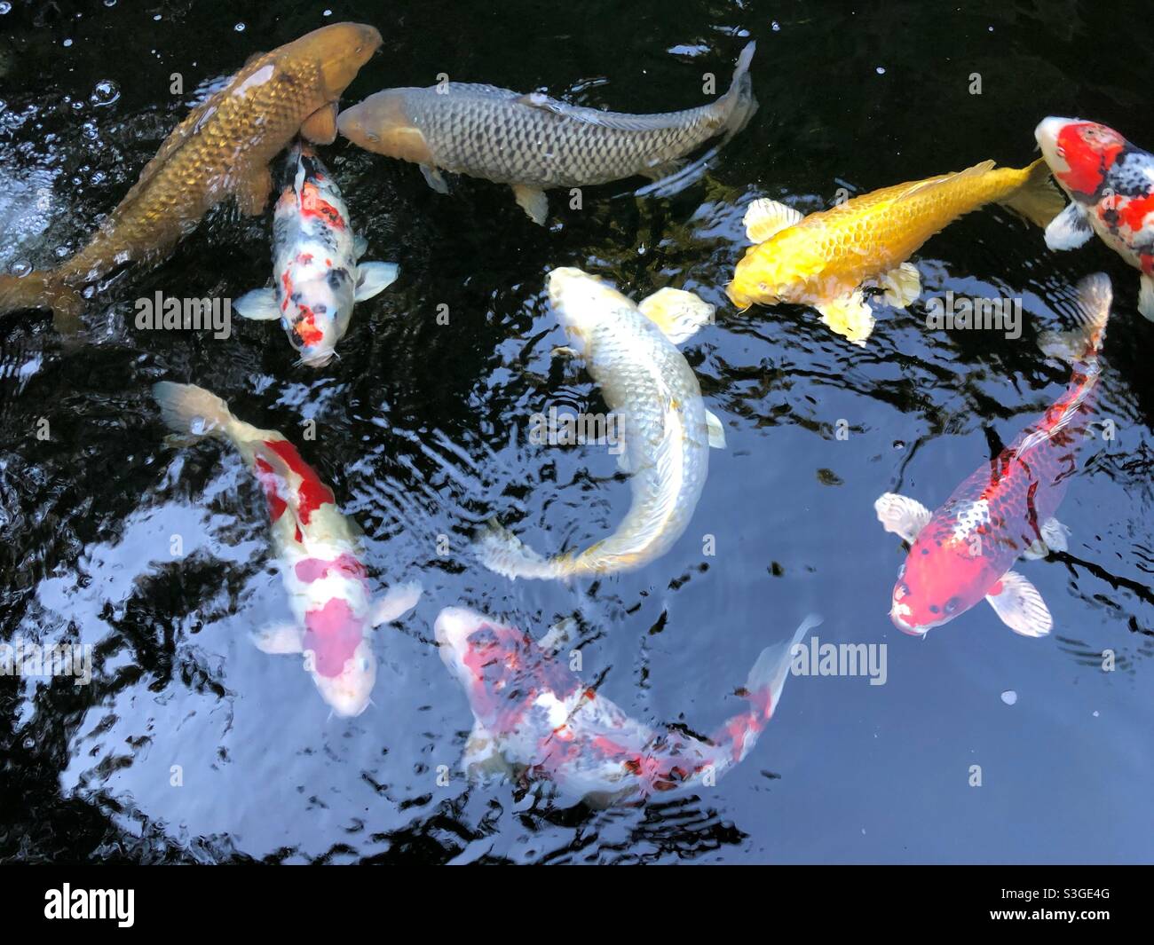 Koi swimming in their pond. - Smartphone Captured Stock Image