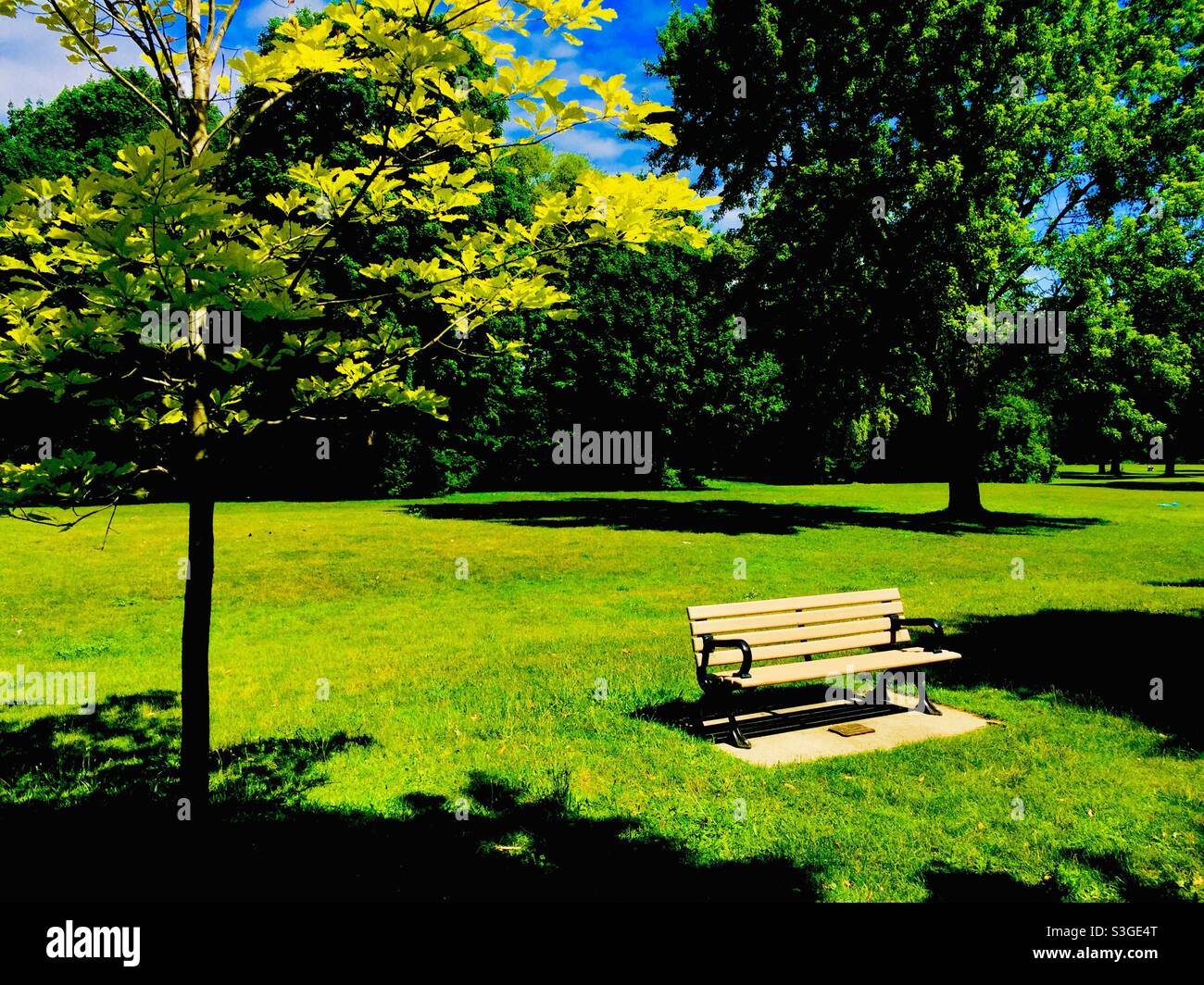 An empty park bench in a sylvan setting. Concepts: solitude, nature, outdoors, shinrin-yoku, green, spaces - Smartphone Captured Stock Image