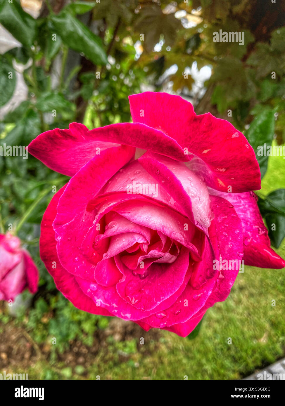 Red rose - Smartphone Captured Stock Image