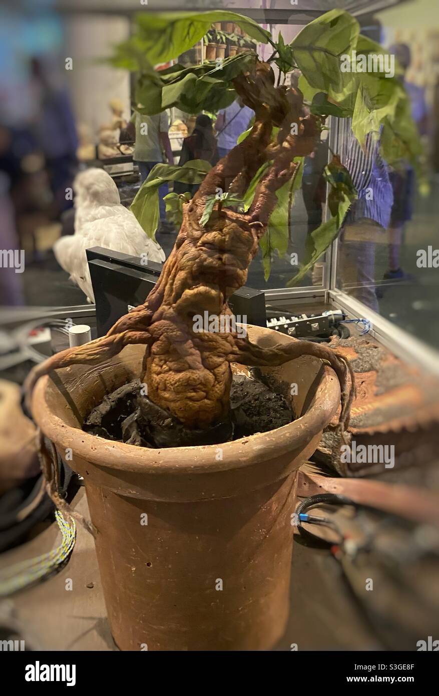 Mandrake harry potter hi-res stock photography and images - Alamy