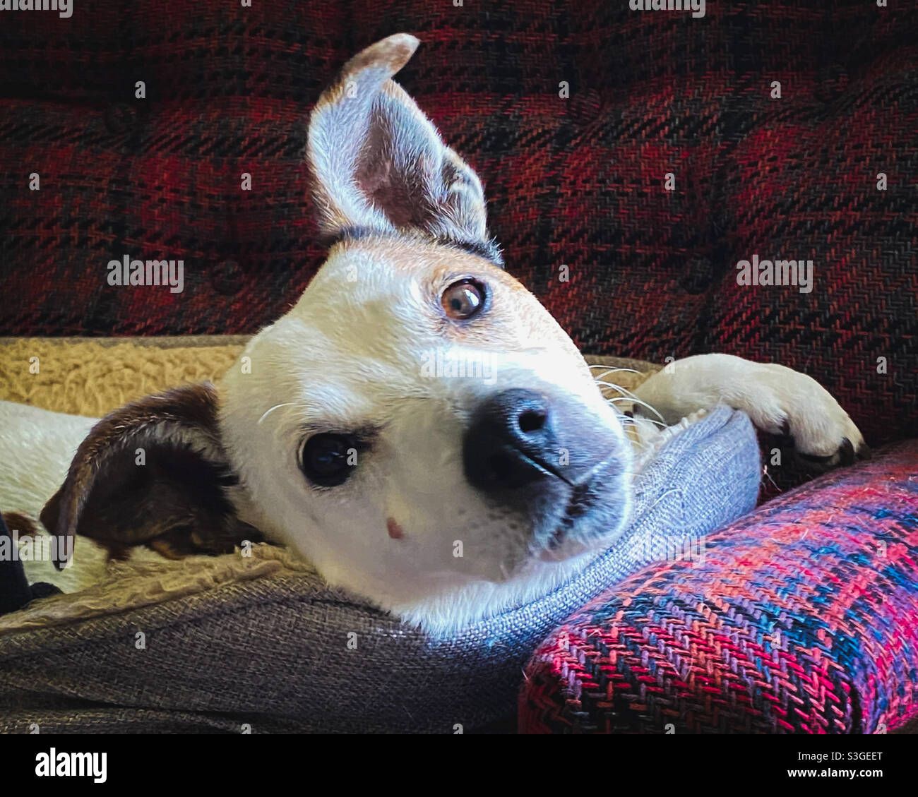 Jack Russell dog in a bed looking at the camera Stock Photo Alamy