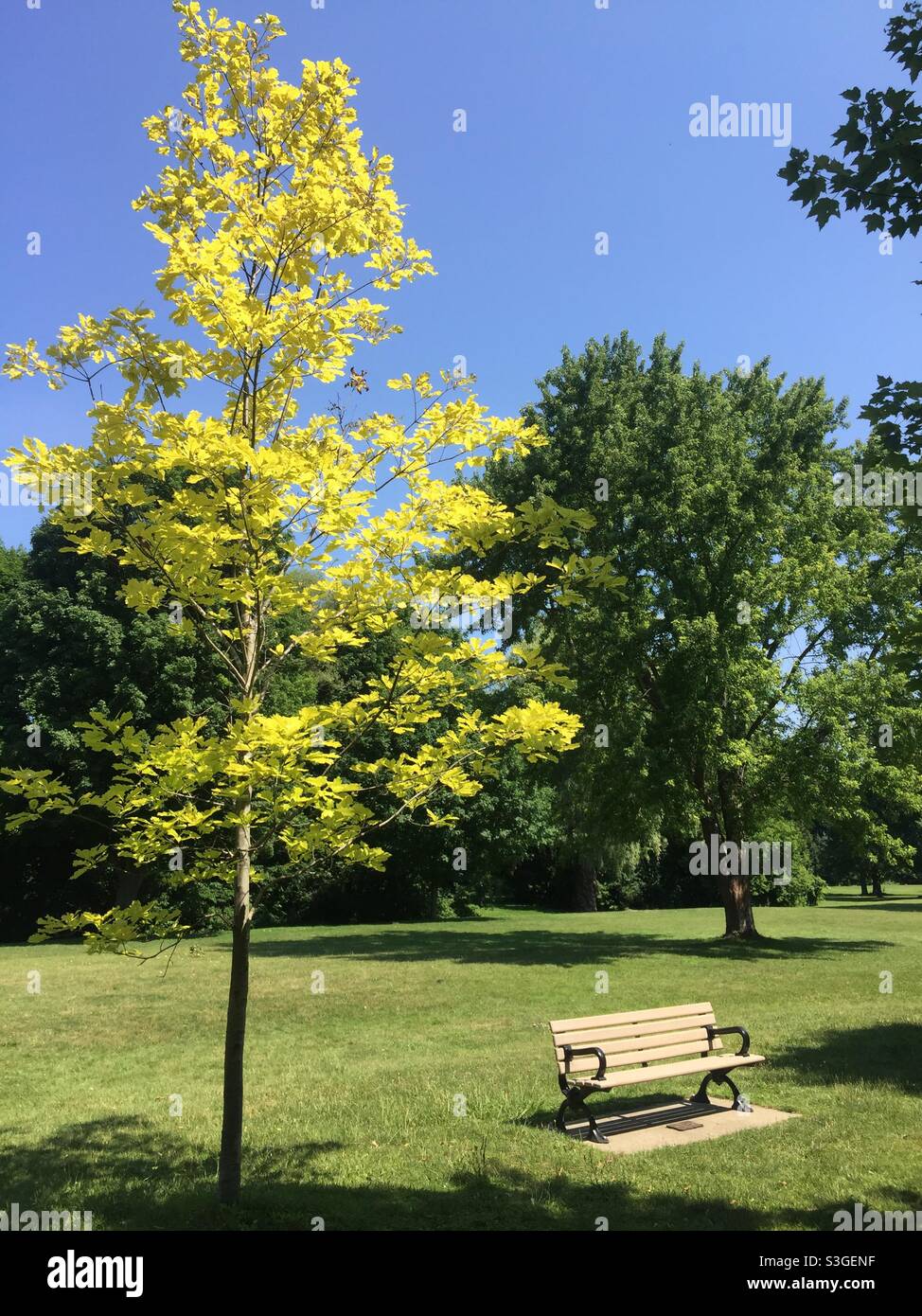 A bench near a beautiful tree in a park on a blue-sky day, Ontario, Canada. Concepts: outdoors, sunny, positivity, solitude, shinrin-yoku, communing with nature - Smartphone Captured Stock Image