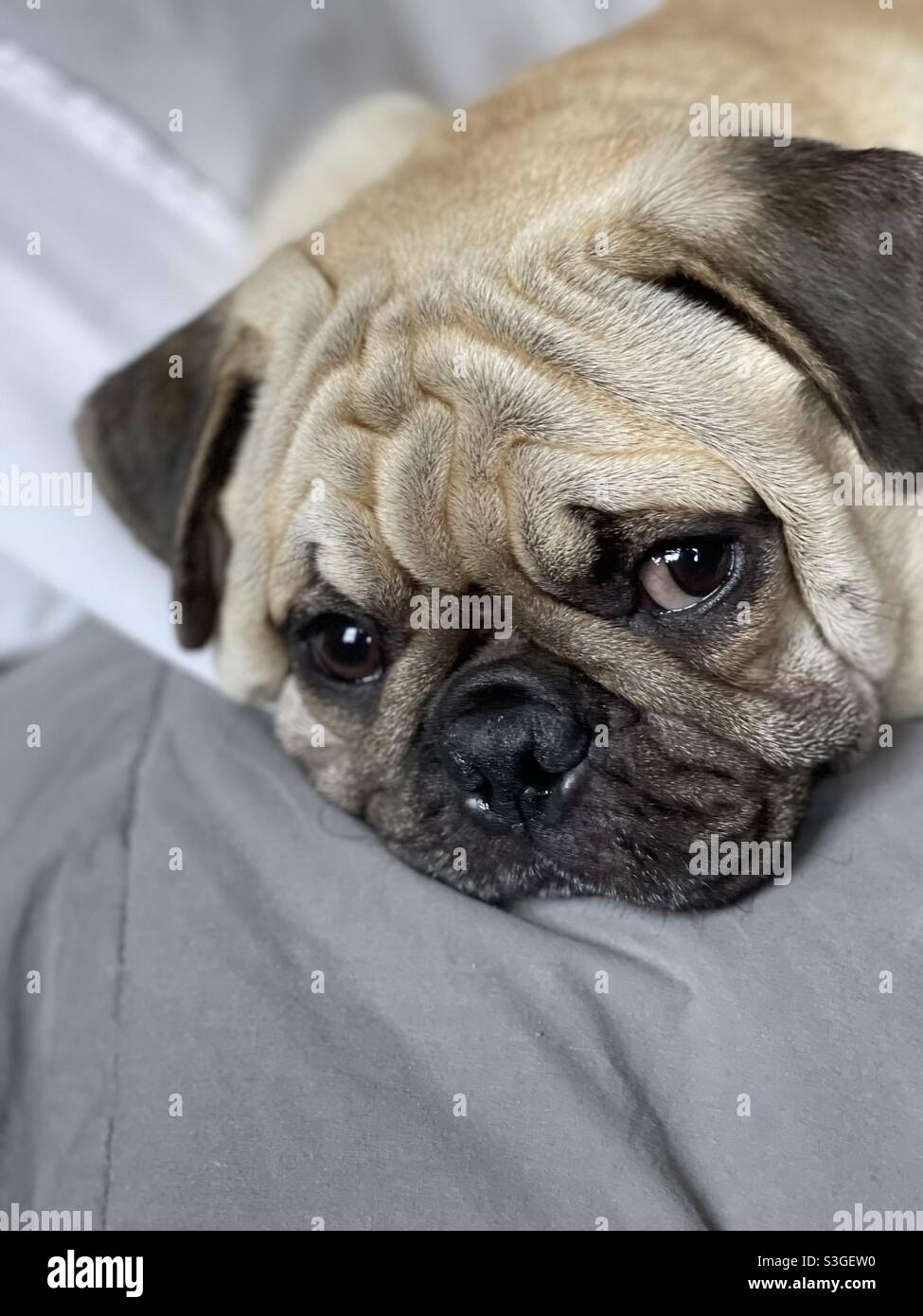 Cute pug face - Smartphone Captured Stock Image