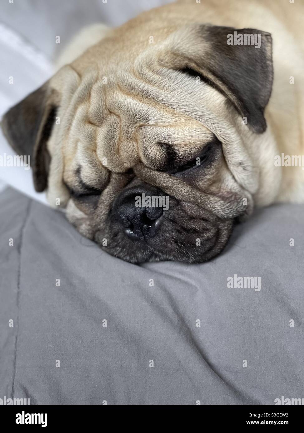 Sleepy pug - Smartphone Captured Stock Image
