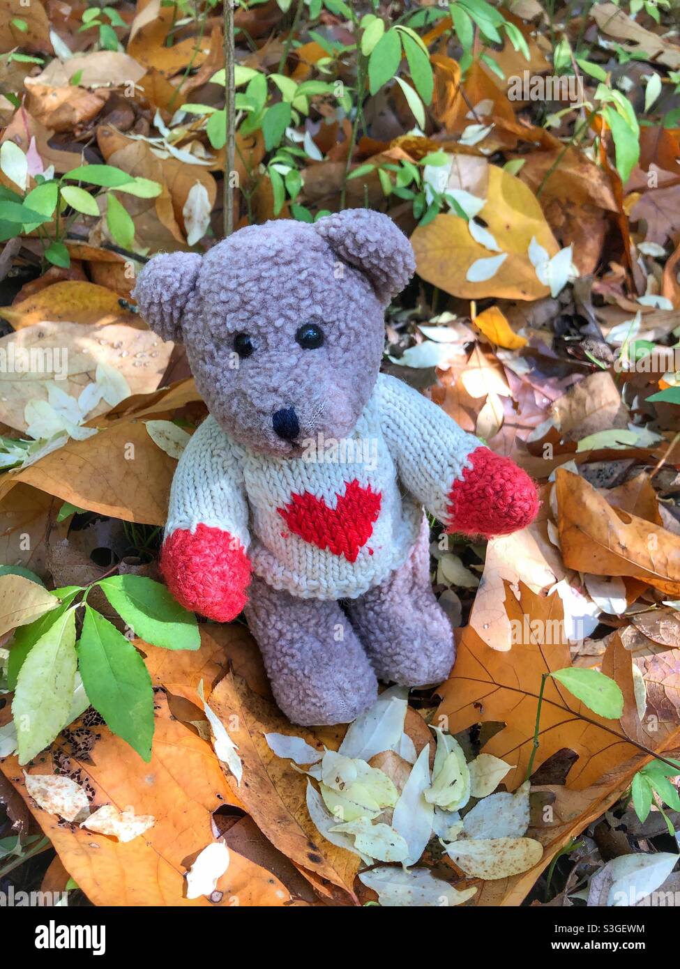 A cute small teddy bear wearing a sweater with a red heart sitting in a pile of autumn leaves. Stock Photo