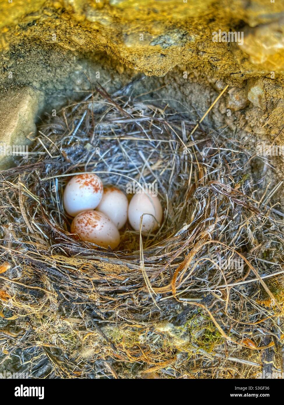 Meadowlark eggs in a hole on a rock face - Smartphone Captured Stock Image