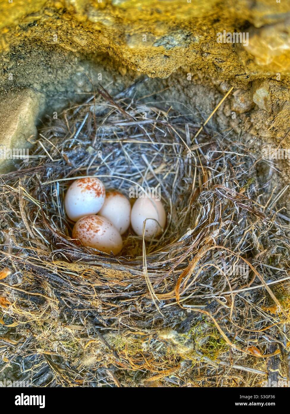Meadowlark eggs in a hole on a rock face Stock Photo