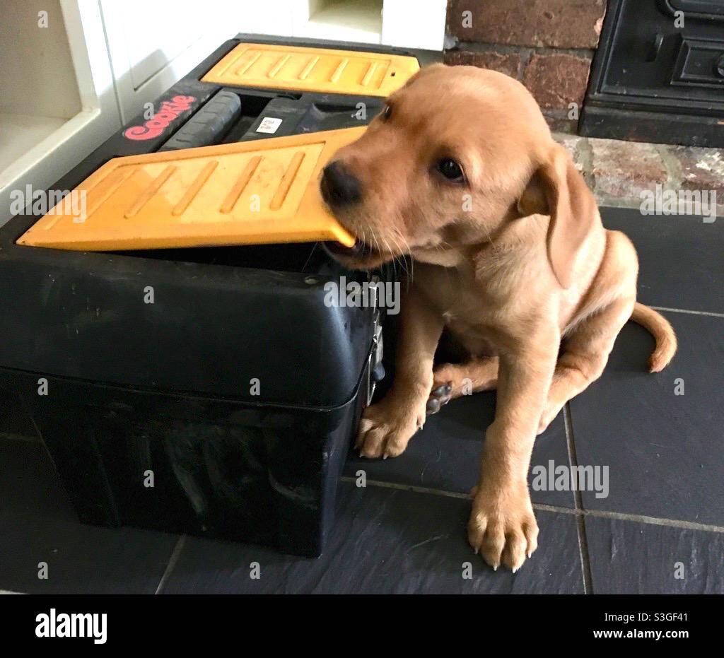Puppy Chewing Toolbox - Smartphone Captured Stock Image