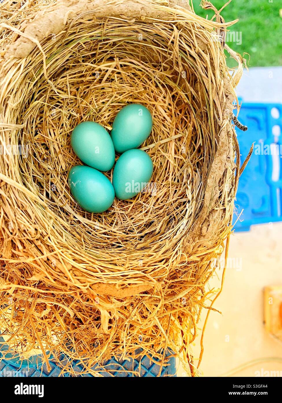 A robin’s nest on top of a ladder in my parents back yard. Four