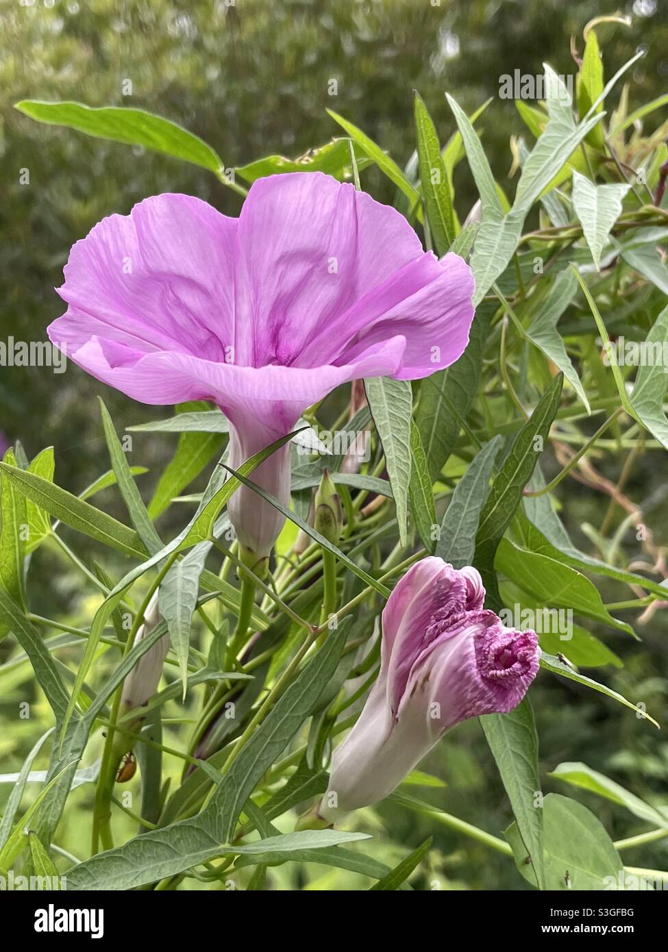 Pink wild morning glories Stock Photo Alamy