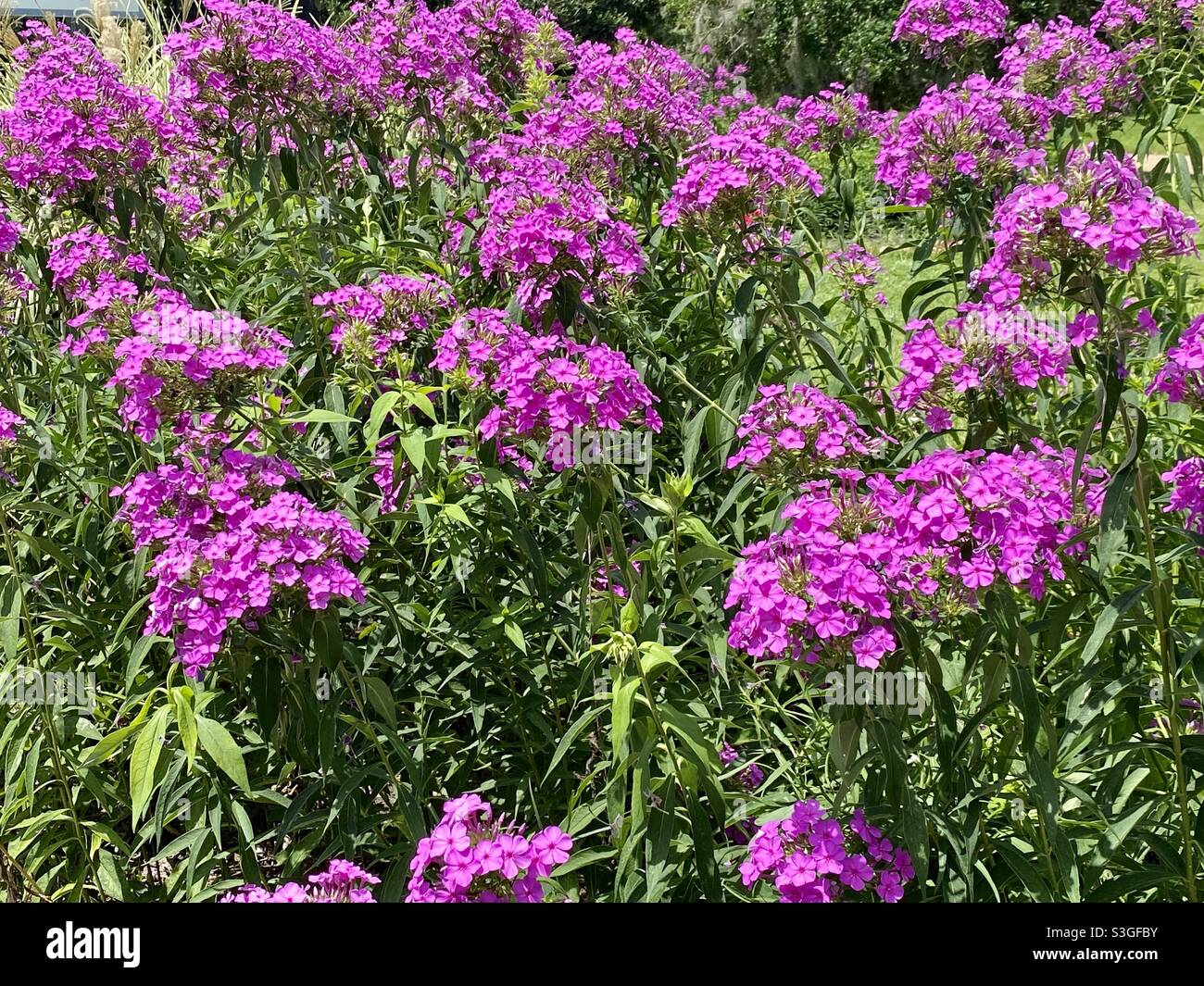 Stunning Purple Phlox Stock Photo