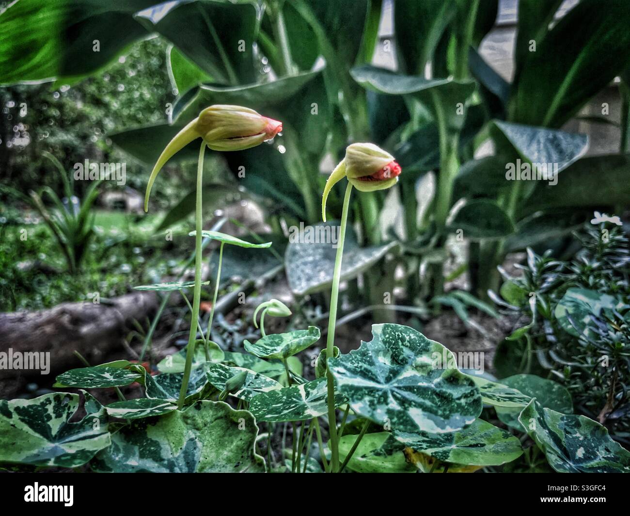 Looking like alien eyeballs, 2 Garden Nasturtium buds peer over